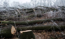 Muž bez povolenia vyrúbal 775 drevín, hrozia mu dva roky
