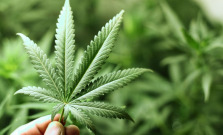 21 ročný mladík obvinený z drogovej trestnej činnosti
