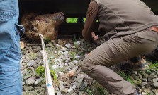 Pod kolesami električky zahynul desaťročný medveď