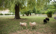 Eko-kosačky v Rožňave: trávu v meste spásajú ovce chované v župnom Jasanima-DSS