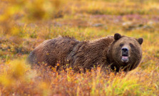 V Popradskom okrese pribudnú ďalšie zariadenia na ochranu pred medveďmi