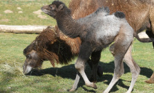 V košickej ZOO pribudli mláďatká ťavy dvojhrbej, byvola vodného a zebu zakrpateného