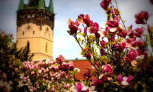 Prešov zdobí viac ako 5-tisíc kvetov, pred letom pribudnú ďalšie tisíce