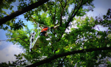Košickí arboristi pokračujú v odbornom ošetrovaní stromov v meste