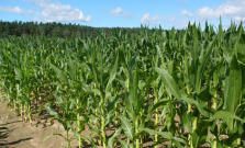 Znehodnotená kukurica, škoda takmer stotisíc eur