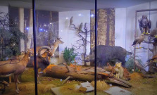 VIDEO | Najstarší exponát Rakúsko-Uhorska, mamutie zuby aj najväčšia zbierka strakošov na svete