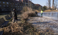 Správa mestskej zelene v Košiciach začala s orezávaním rákosia