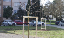 Mestská zeleň v Košiciach vysadila na Humenskej ulici 40 nových stromov