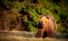 Útoky medveďov znepokojujú poslancov. Na utorok zvolávajú mimoriadnu schôdzu Národnej rady
