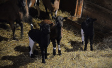 Košická ZOO sa teší novým prírastkom