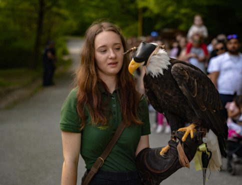 GALÉRIA | Sezónu v košickej zoo otvoril orliak Nixon