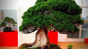 Cassovia Bonsai vás prenesie do sveta japonského umenia a tradícií