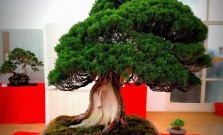 Cassovia Bonsai vás prenesie do sveta japonského umenia a tradícií