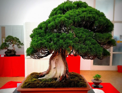 Cassovia Bonsai vás prenesie do sveta japonského umenia a tradícií