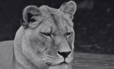 Smutné ticho vo výbehu: Zoo Košice musela uspať levicu Lauru