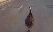 Košice zažili nezvyčajný dopravný moment – utekajúci emu