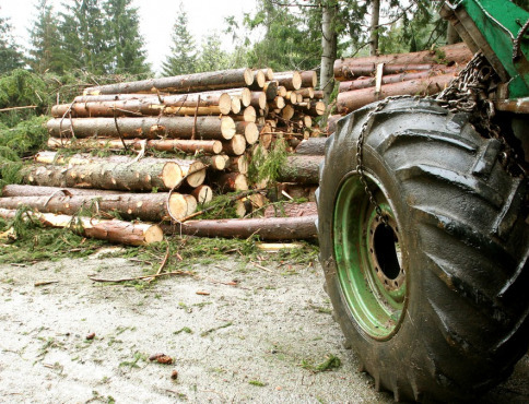 Päť osôb obvinených z krádeže a nelegálnej ťažby dreva