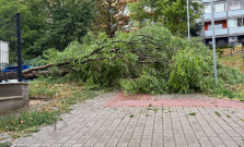 Minulotýždňová búrka v Košiciach poškodila 103 stromov