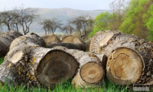 Sezóna kradnutia dreva je v Bardejove v plnom prúde