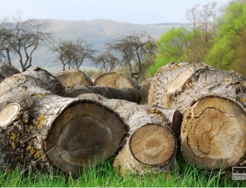 Sezóna kradnutia dreva je v Bardejove v plnom prúde