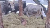 Vzácny prírastok v ZOO Košice: uhorský stepný dobytok má nové mláďa
