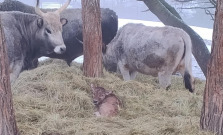 Vzácny prírastok v ZOO Košice: uhorský stepný dobytok má nové mláďa