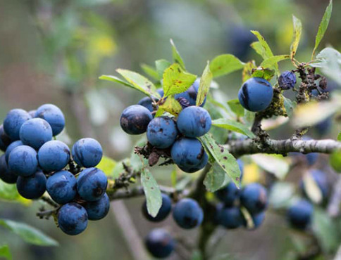 Slivky v záhrade: kľúč k úspešnej výsadbe