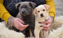 Útulok v Košiciach pozýva na výlety so psíkmi: „Pre vás prechádzka, pre nich najkrajší deň“