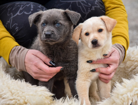 Útulok v Košiciach pozýva na výlety so psíkmi: „Pre vás prechádzka, pre nich najkrajší deň“