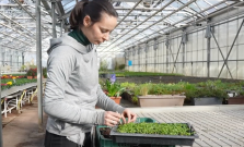 VIDEO | Košice sa pripravujú na jar: tisíce kvetov už rastú v skleníkoch