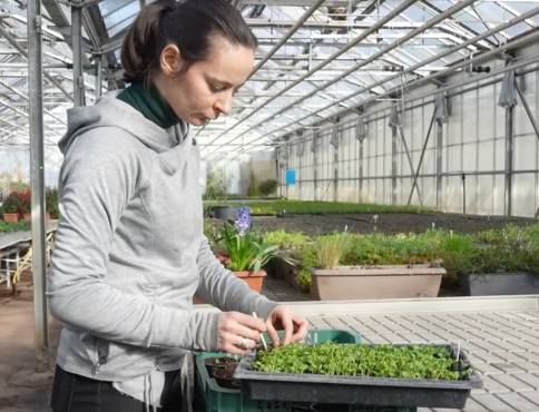 VIDEO | Košice sa pripravujú na jar: tisíce kvetov už rastú v skleníkoch