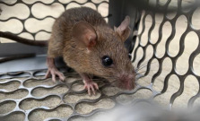 Košice spúšťajú jarnú deratizáciu