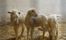 VIDEO | Nový BIOFARM-PARK v Nováčanoch otvára brány: Zážitky z farmy pre malých aj veľkých