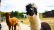 Košická ZOO čaká najväčšia investícia vo svojej histórii. Vstupný areál zmodernizujú za 4,5 milióna eur
