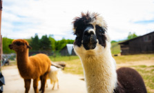 Košická ZOO čaká najväčšia investícia vo svojej histórii. Vstupný areál zmodernizujú za 4,5 milióna eur