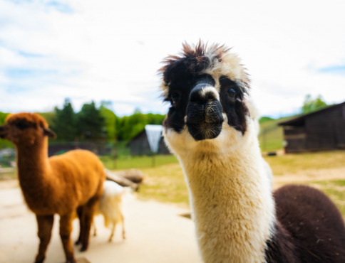 Košická ZOO čaká najväčšia investícia vo svojej histórii. Vstupný areál zmodernizujú za 4,5 milióna eur