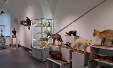 VIDEO |  Meteorit, jastrab z roku 1954, časť Sibíru. Šarišské múzeum ukazuje exponáty, ktoré neboli vystavené