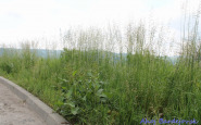 img_4764.jpg